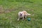 Pomeranian Chihuahua mix playing with a ball