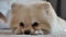 Pomeranian, close up. Super cute fluffy purebred dog lies, relaxes, looks at the camera lazily