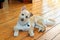 Pomeranian cross breed dog coton de tulear