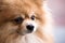 Pomeranian dog