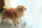 Pomeranian dog alone in home
