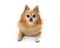 Pomeranian dog big eyes isolated