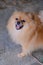 Pomeranian Dog Brown Face Bear