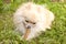 Pomeranian dog chewing a bone on green grass background.