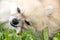 Pomeranian dog chewing a bone on green grass background.