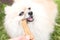 Pomeranian dog chewing a bone on green grass background. Close up