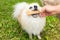 Pomeranian dog chewing a bone on green grass background. Man giving food to pet.