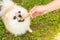 Pomeranian dog chewing a bone on green grass background. Man giving food to pet.