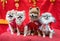 Pomeranian dog and Chihuahua dog wearing Chinese Qipao in chineses new year, Little dog and happy Chineses new year