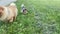 Pomeranian dog close-up with a funny gait walks in park on sunny summer day. Veterinary medicine, veterinarian. Walking