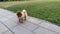 Pomeranian dog close-up with a funny gait walks in park on sunny summer day. Veterinary medicine, veterinarian. Walking