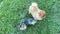 Pomeranian dog close-up with a funny gait walks in park on sunny summer day. Veterinary medicine, veterinarian. Walking