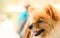 Pomeranian dog closeup with smile face