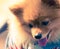 Pomeranian dog closeup with smile face focused on head split-tone