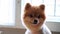 Pomeranian dog cute pet, close-up round animal funny face grooming short hair style