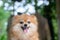 pomeranian dog cute pets, close-up