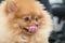 Pomeranian dog cute pets hungry food