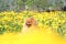 Pomeranian dog in dandelion blowing. Cute, beautiful dog