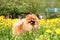 Pomeranian dog in dandelion blowing. Cute, beautiful dog