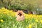 Pomeranian dog in dandelion blowing. Cute, beautiful dog