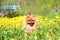 Pomeranian dog in dandelion blowing. Cute, beautiful dog