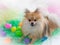 Pomeranian dog with Easter eggs and grass