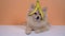 Pomeranian dog, Funny pet with banana peel on its head and looking at camera