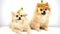 Pomeranian dog, Funny pets with banana peel on its head and looking at camera on white background