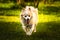 Pomeranian dog german spitz klein in backyard