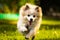 Pomeranian dog german spitz klein running towards camera