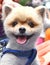 Pomeranian dog is happily smiling