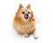 Pomeranian dog licking lips isolated