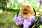 Pomeranian dog in lilac bushes. Lilac. Beautiful dog. Fluffy dog