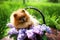 Pomeranian dog in lilac bushes. Lilac. Beautiful dog. Fluffy dog