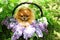 Pomeranian dog in lilac bushes. Lilac. Beautiful dog. Fluffy dog