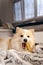 Pomeranian dog lying on blanket and chewing a dog treat bone