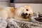 Pomeranian dog lying on blanket and chewing a dog treat bone