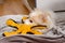 Pomeranian dog lying on blanket and chewing a toy