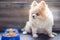 Pomeranian dog lying lonely on the table in morning day.