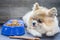 Pomeranian dog lying lonely on the table with snack in morning day. Depress, anorexia
