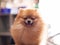 Pomeranian dog, orange, standing with eyes closed cute