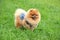 Pomeranian dog in a park. Cute, beautiful dog