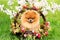 Pomeranian dog in a park. Cute, beautiful dog