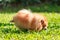 Pomeranian dog peeing on green grass in the garden