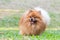 Pomeranian dog playing on green grass