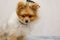 Pomeranian dog in protective Elizabethan collar