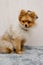 Pomeranian dog in protective Elizabethan collar