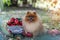 Pomeranian dog with pumpkins in a garden. Pumpkin harvest. Dog with pumpkin. Autumn dog