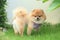 Pomeranian dog puppy cute pet