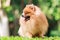 Pomeranian dog relaxing on green grass in the garden